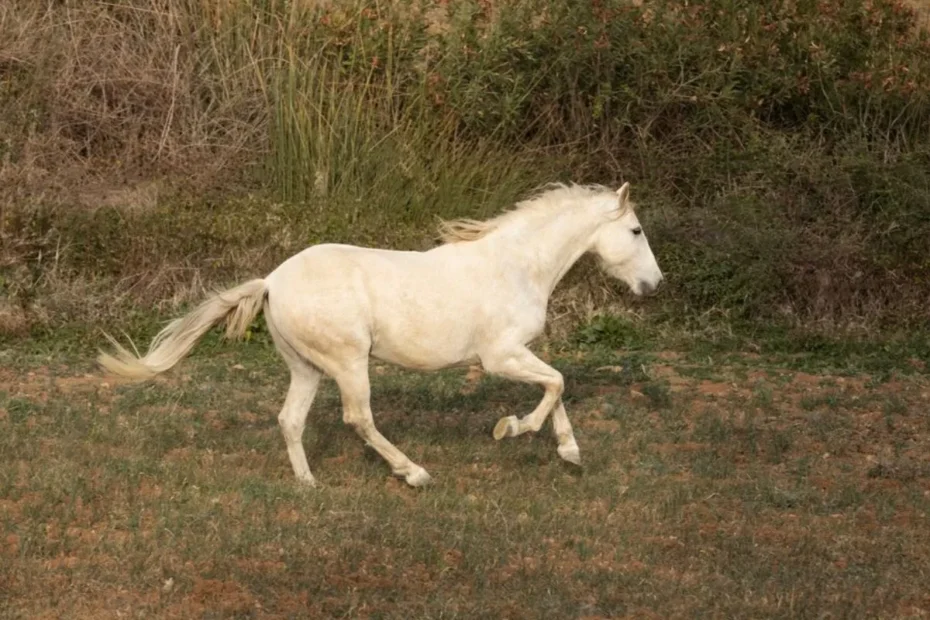 Advanced Dressage Riding Techniques