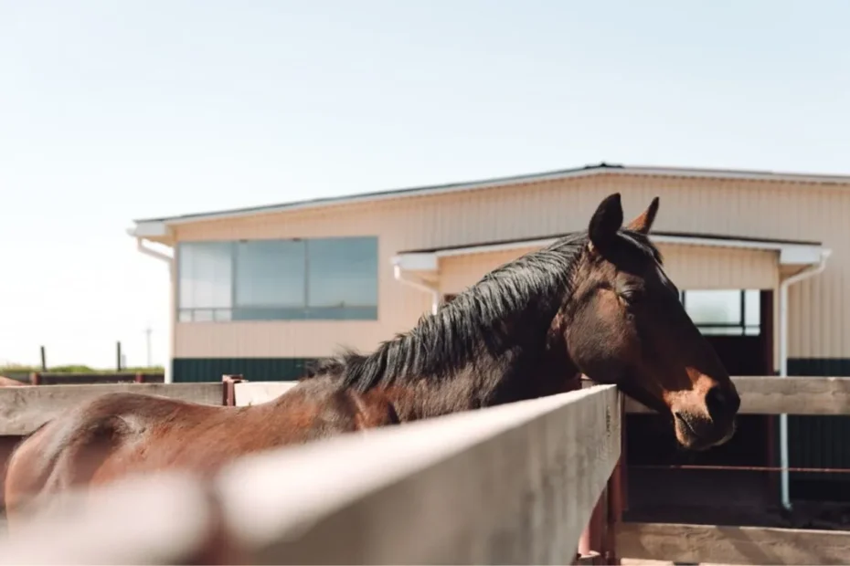 Common Respiratory Diseases in Horses