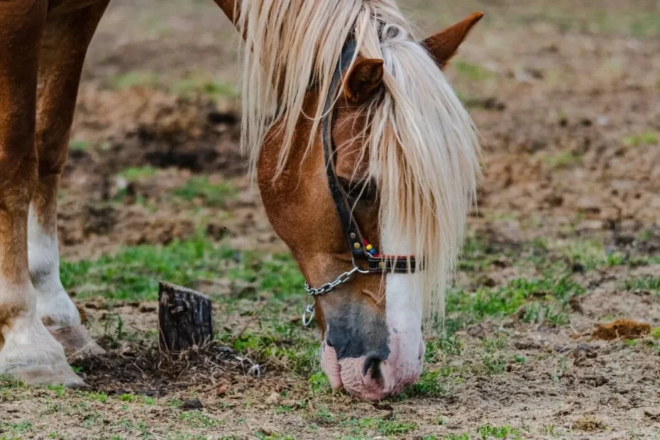 Equine Metabolic Syndrome
