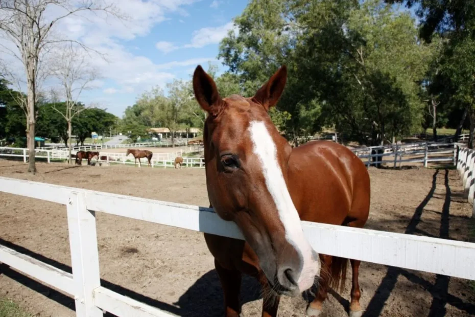 Natural Horsemanship Riding Methods