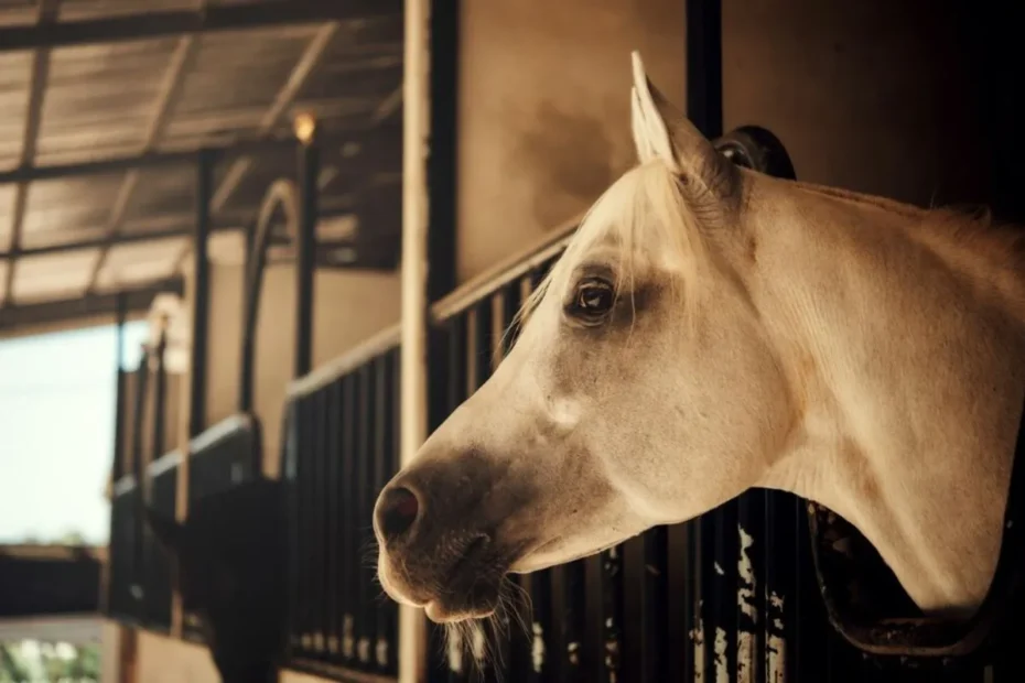 Preventing Equine Infectious Diseases